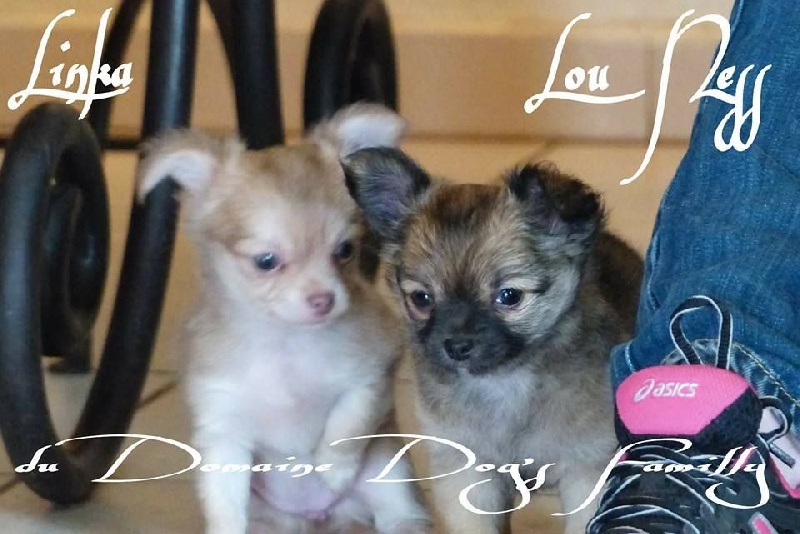 Du Domaine Dog's Familly - Chihuahua - Portée née le 25/11/2015
