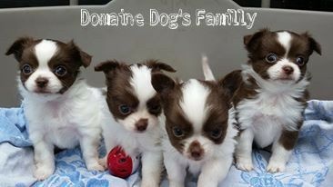 Du Domaine Dog's Familly - Chihuahua - Portée née le 24/03/2015
