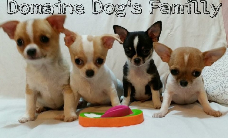 Du Domaine Dog's Familly - Chihuahua - Portée née le 03/09/2015